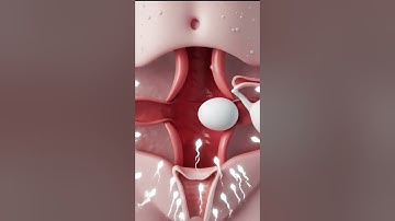 8 Seconds to Understand Ovulation and Fertilization