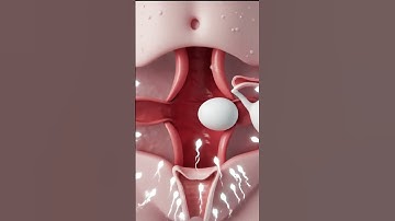 8 Seconds to Understand Ovulation and Fertilization