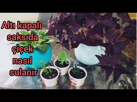 Video: Kapalı çiçekçilik Merakı Veya Kendi Kendini Sulayan Bir Saksı