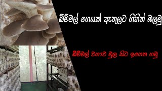bimmal wagawa - mushroom hut