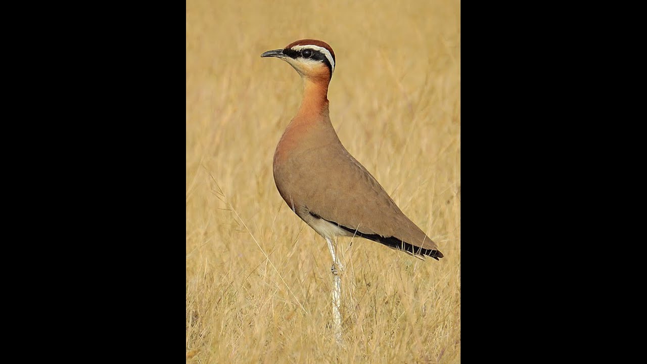 courser bird,