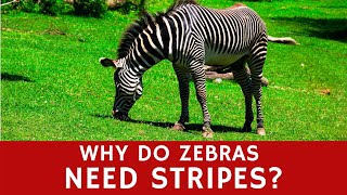 Why do Zebras Need Stripes? (Basic Animal Facts for Learners) by Animal facts by Datacube 488 views 2 years ago 1 minute, 17 seconds