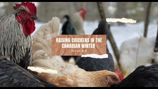 Canadian Homesteader Raising Chickens In Extreme Cold  |  Homestead Life