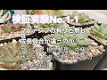 【Vlog#02】 多肉検証実験No.1-1 マグァンプ効果を調べてみる。