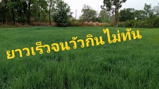 เปลี่ยนปุ๋ยใหม่หญ้าแพงโกล่าโตเร็วมาก|Im Channel