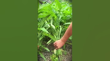 a simple sickle tool that is suitable for cutting water spinach easily #shorts