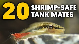 20 Amazing Shrimp Tank Mates! (Create The Perfect Community Aquarium)