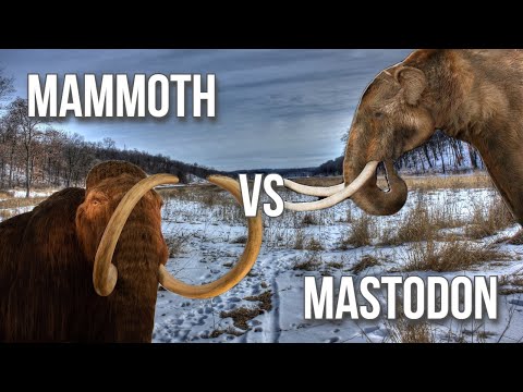 Video: Skillnaden Mellan Mastodon Och Mammoth