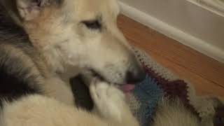 ASMR dog self grooming 31, ear cleaning part 1