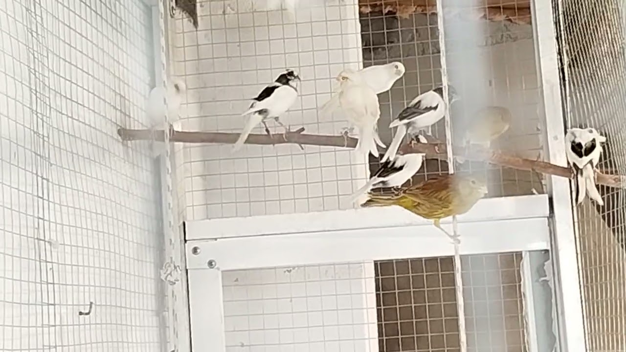 Ratito en el 105( empiezan a cantar más canarios,(