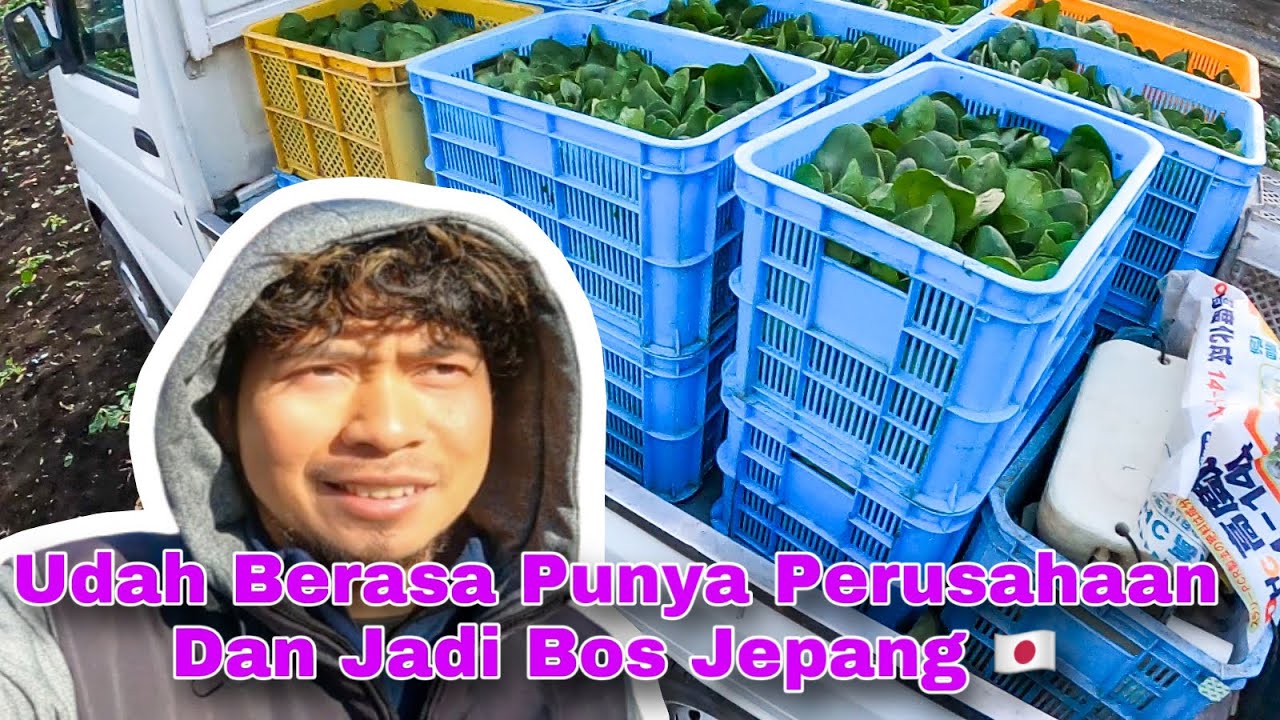 Auto Jadi Bos Jepang !! Nyupir Sendiri Ngarit Sendiri Sudah Seperti Punya Sendiri