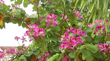 Bài dự thi Hát Quốc Ca tại địa chỉ đỏ - Liên Đội trường Tiểu học Diễn Vạn,Diễn Châu,Nghệ An