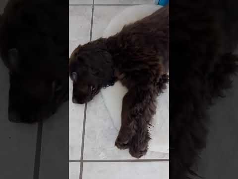 Video: Mereka Sekarang Membuat Loofah Berbusa Untuk Anjing Anda Dan Ini Cemerlang Sebenarnya