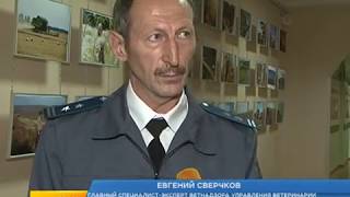 В Курской области не хватает ветврачей В Курской области не хватает ветврачей