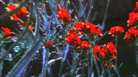 Cocteau Twins - Serpentskirt