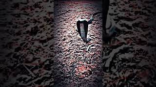 8200264256 Surya Mak Snake Reskyu