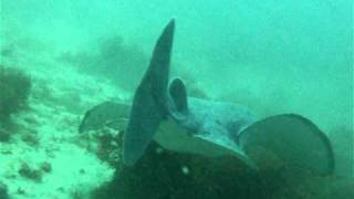 Pacific Electric Ray - Ouch!!