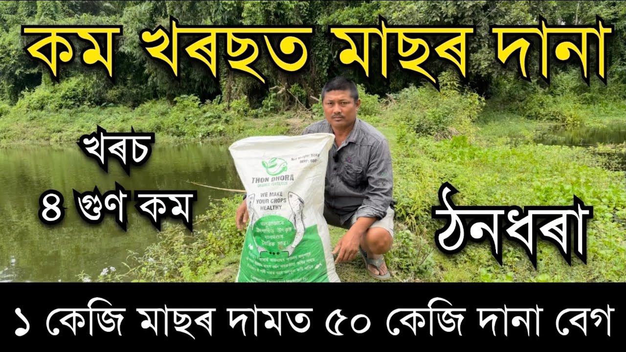 কম খৰছত মাছৰ দানা।Fish farming॥ Farming in Assam ॥Fish farming in Assam।Thondhora Bahuboli fish feed