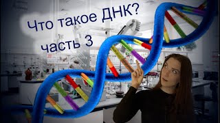 Урок 16 | Что такое ДНК? Модель Уотсона и Крика.