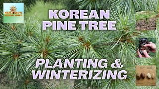 KOREAN PINE Planting & Winterizing [PINUS KORAIENSIS] | Homesteading for Beginners #4