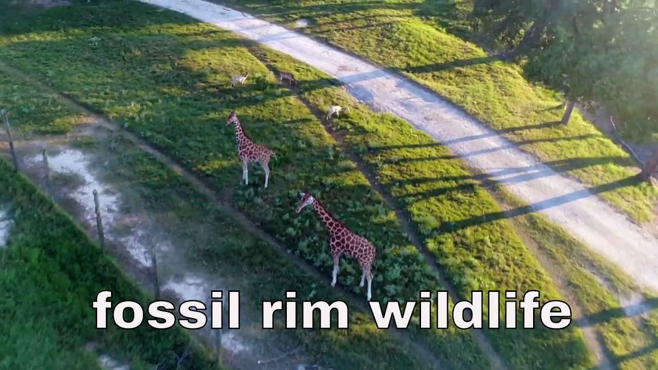 Drone Fossil Rim Wildlife Center Glen Rose Texas Youtube
