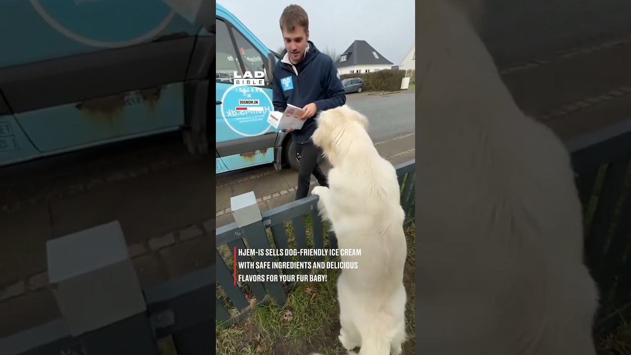 Doggy ice cream truck