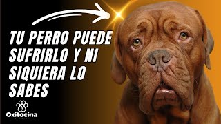 EPILEPSIA EN PERROS: SÍNTOMAS ¿Puede afectar a tu perro? by Oxitocina Magazine 894 views 2 weeks ago 6 minutes, 8 seconds