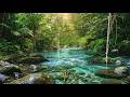 FOREST RIVER STREAM SOUNDS NATURE ASMR FOR STRESS RELIEF