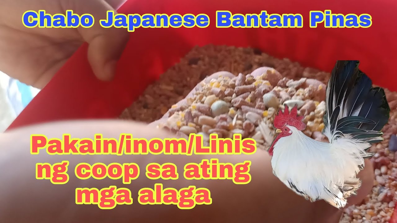 Pakain/inom/Linis ng Coop sa ating mga Manok / Chabo Japanese bantam Pinas 🤗