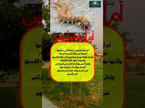 أم أربعة وأربعين