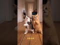 #catshortsreels#funny #explore 🥰