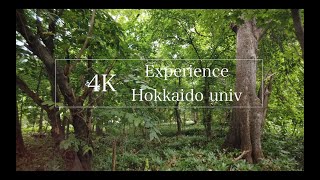 [4K]Walking from Sapporo station to Hokkaido university(Japan,Hokkaido,Sapporo)