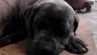 Cane Corso Niemożliwe Jak Ten Pies ....... Musisz Zobaczyć