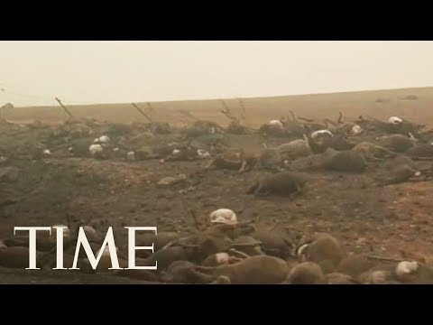 Dead Animals Line The Road In Fire-Ravaged Australia | TIME