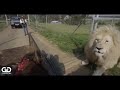 Amazing footage of lion feed buffet