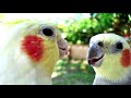 DON'T WORRY BE HAPPY Whistle Practice Cockatiel Bird Sings