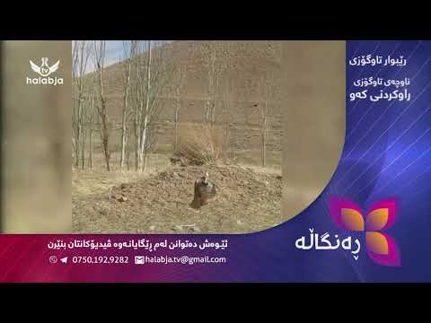 برگه ی ره نگاڵه ناوچه ی تاوگۆزی راوكردنی كه و