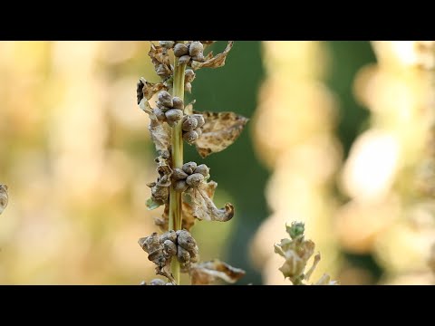 Vidéo: Épinards Et Plants D'épinards