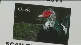Park creates plaque to quack the story of Ozzie the beloved duck