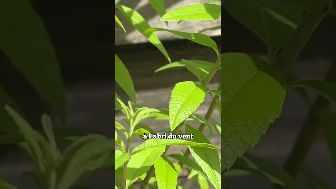 Verveine citronnelle