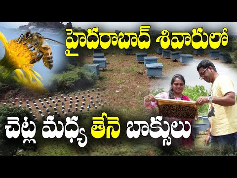 తేనెటీగల పెంపకం - తేనె ఉత్పత్తి || Honey Bee Farming || Anusha