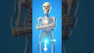 What Does the Penis Do? 🤔 | 2 Main Functions Explained