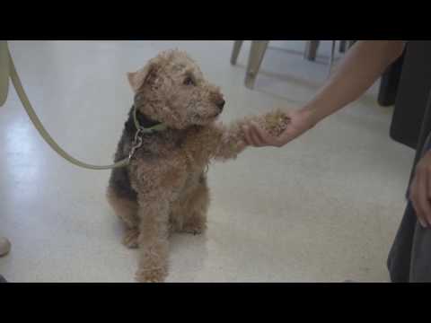 Video: Otterhound