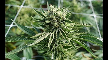 Proof that Sativa helps your GameSense™