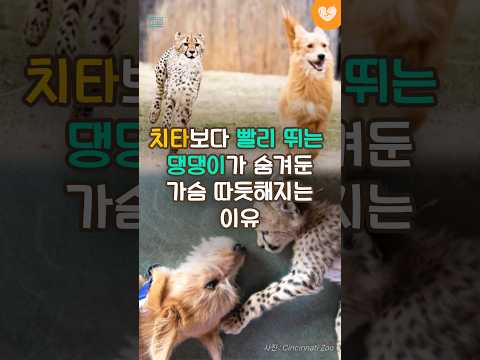 치타보다 빨리 뛰는 댕댕이가 숨겨둔 가슴 따듯해지는 이유 #shorts #강아지 #<strong>치타</strong>