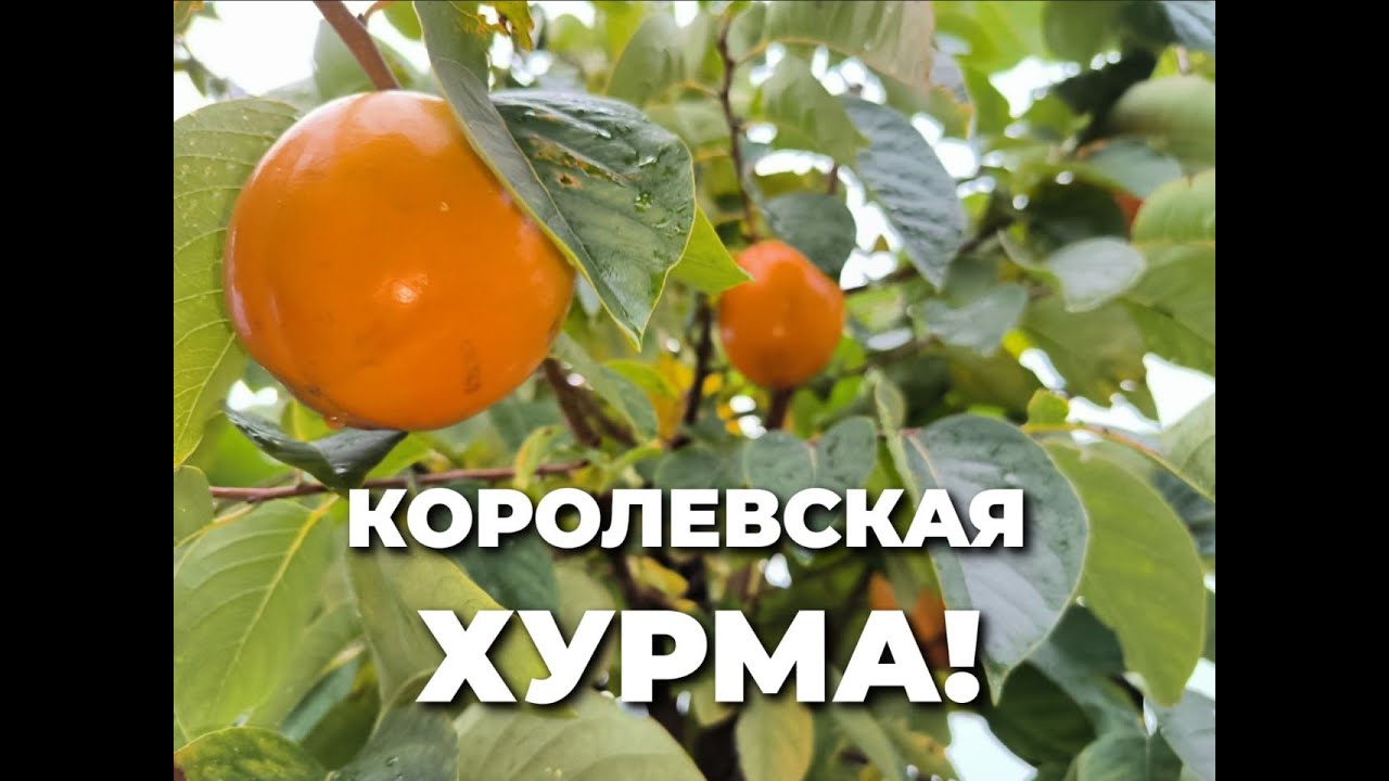 Жемчужина - королевская хурма! - YouTube