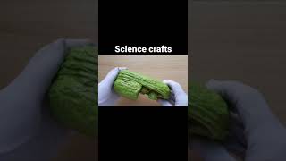 Biology Craft projects Chloroplast School projects