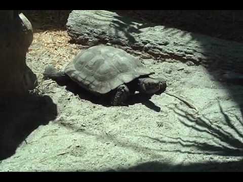 backlash winner turtle back Zoo