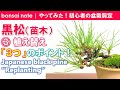 黒松③植え替え3つのポイント｜Japanese black pine “Replanting”【盆栽／bonsai】