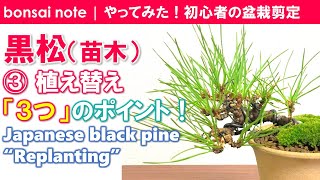 黒松③植え替え3つのポイント｜Japanese black pine “Replanting”【盆栽／bonsai】